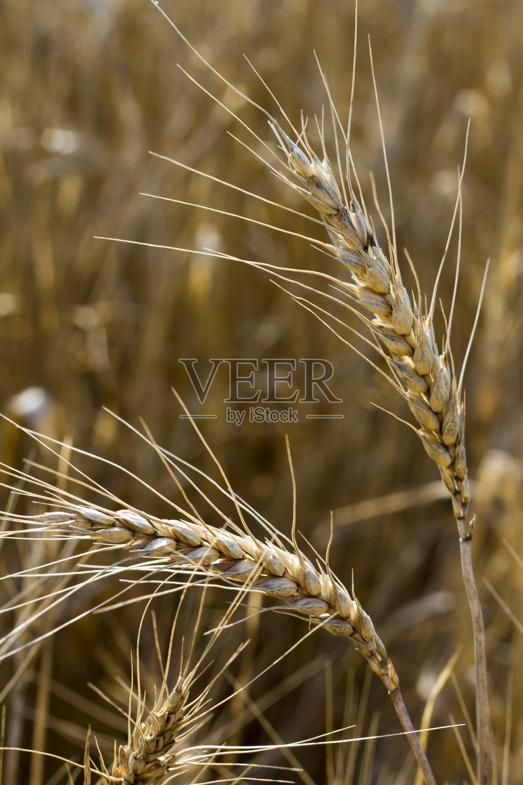 麦田照片摄影图片