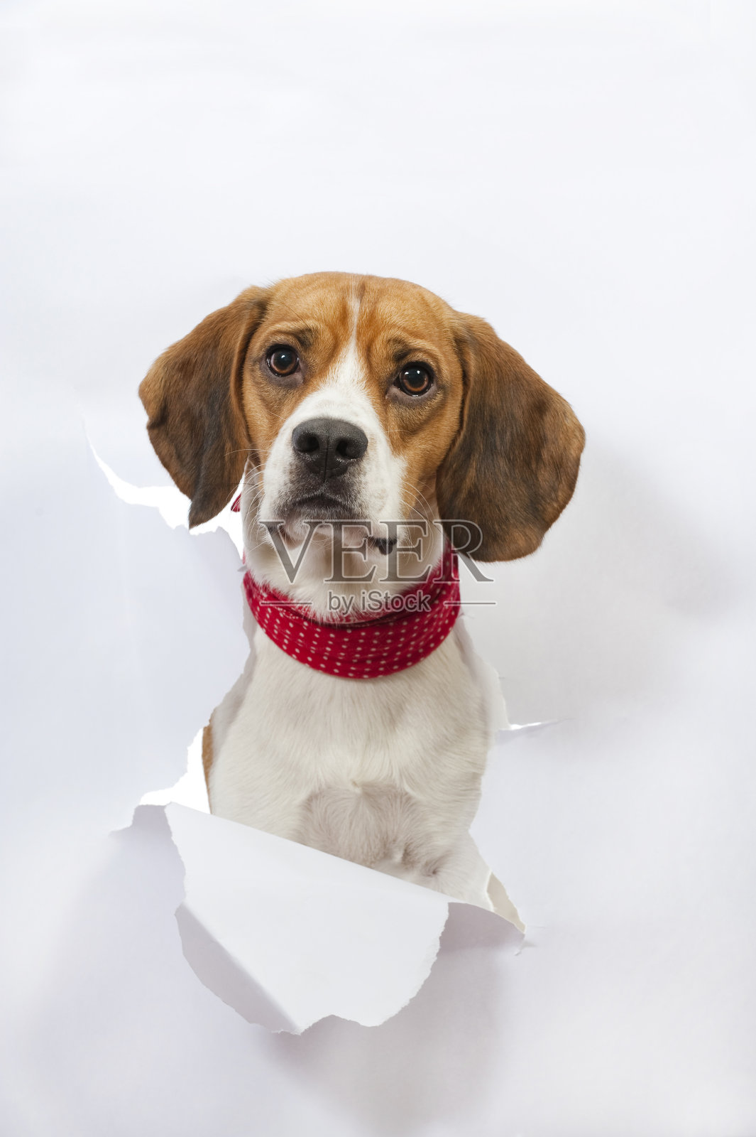 比格尔突破了纸界照片摄影图片