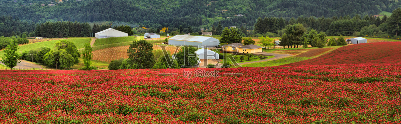 苜蓿照片摄影图片