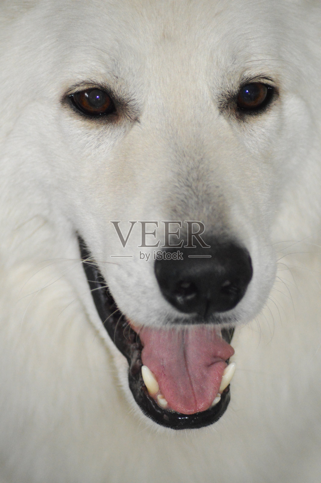 白色的德国牧羊犬照片摄影图片