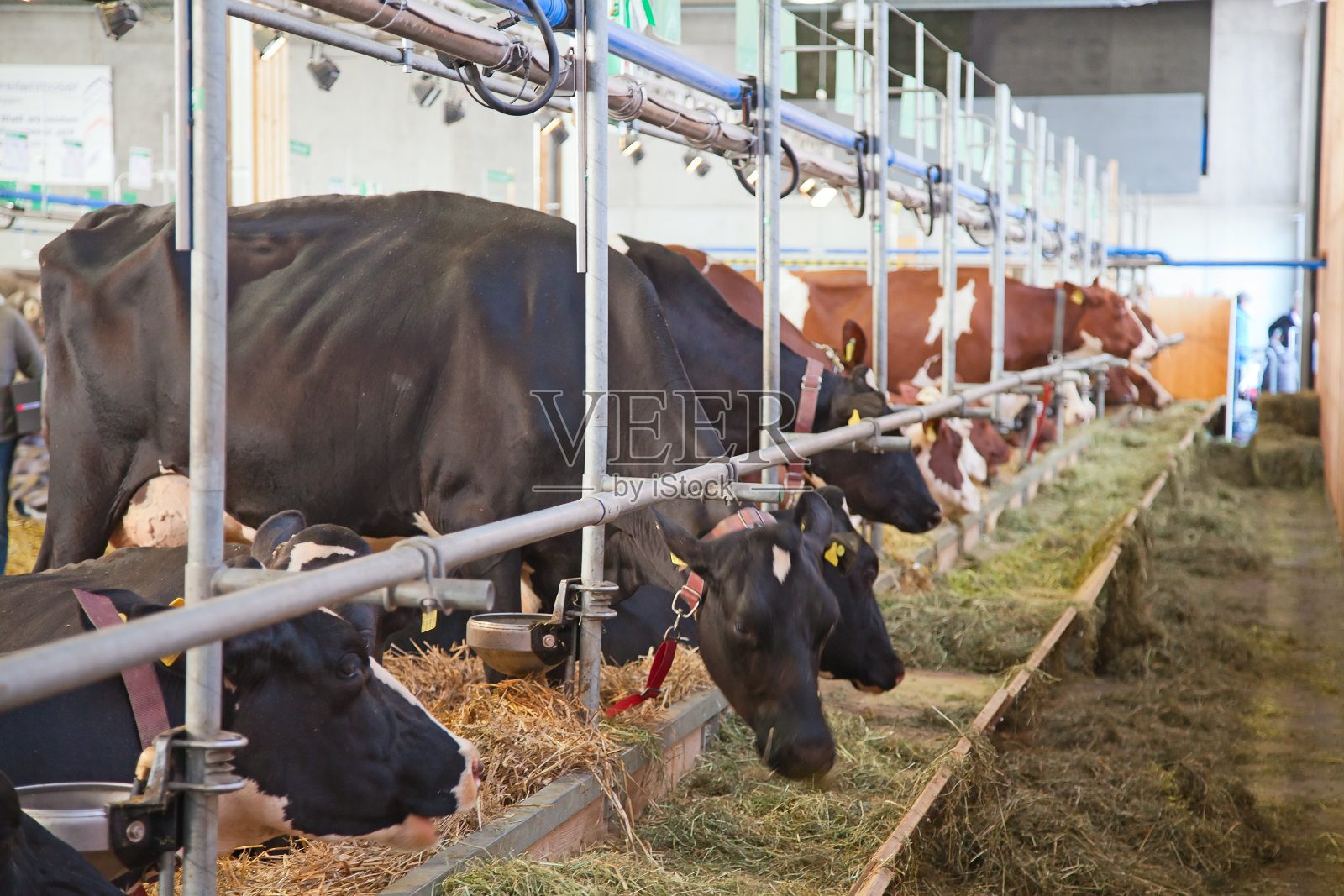 瑞士奶牛农场照片摄影图片