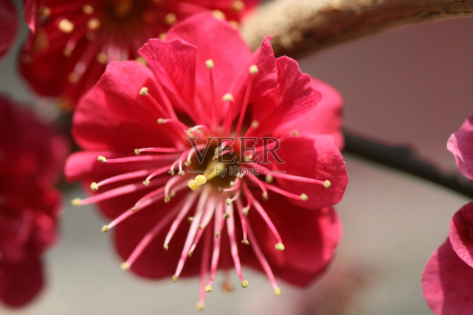 梅花照片摄影图片