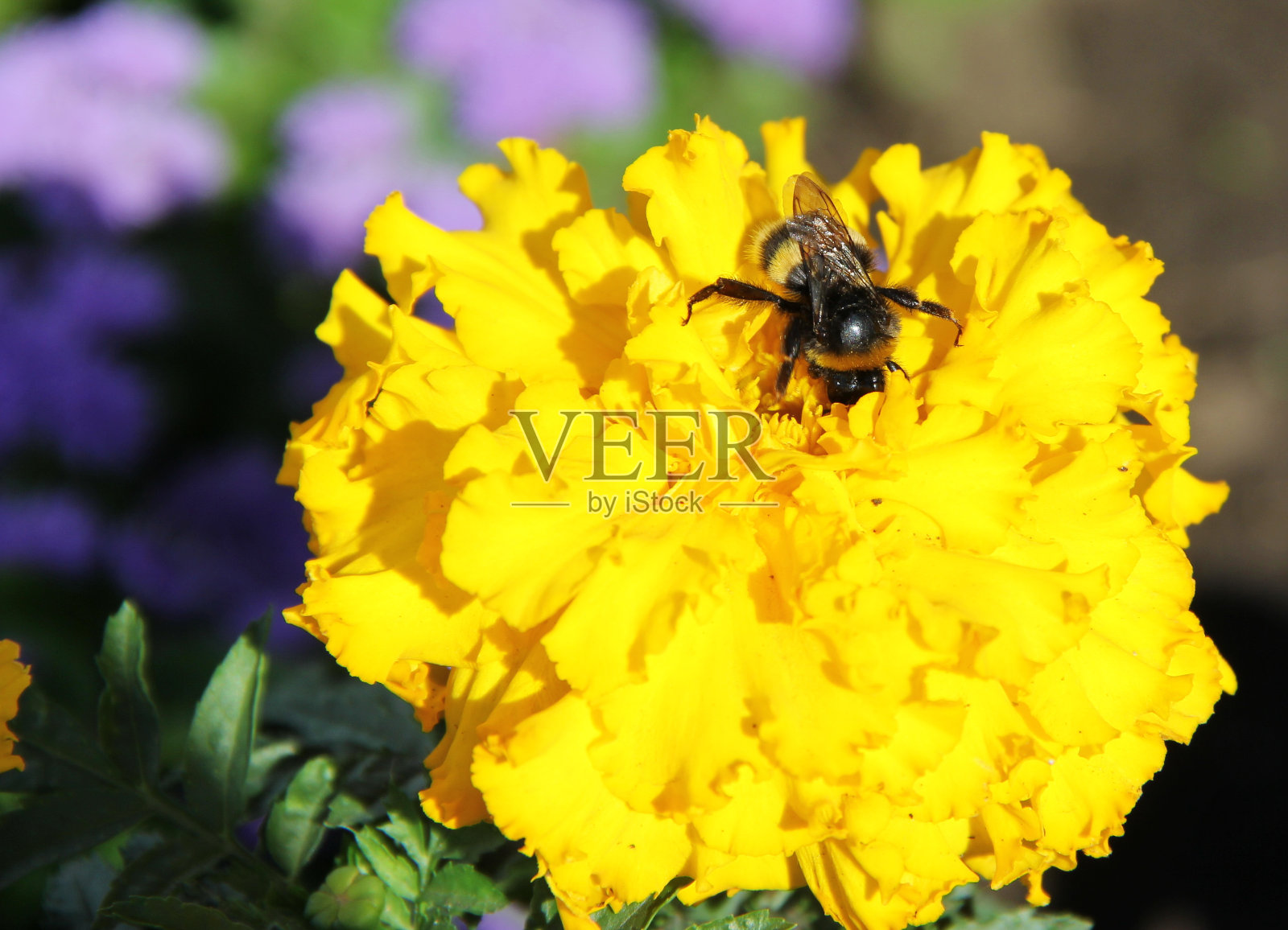 蜜蜂在黄花上采集花蜜照片摄影图片