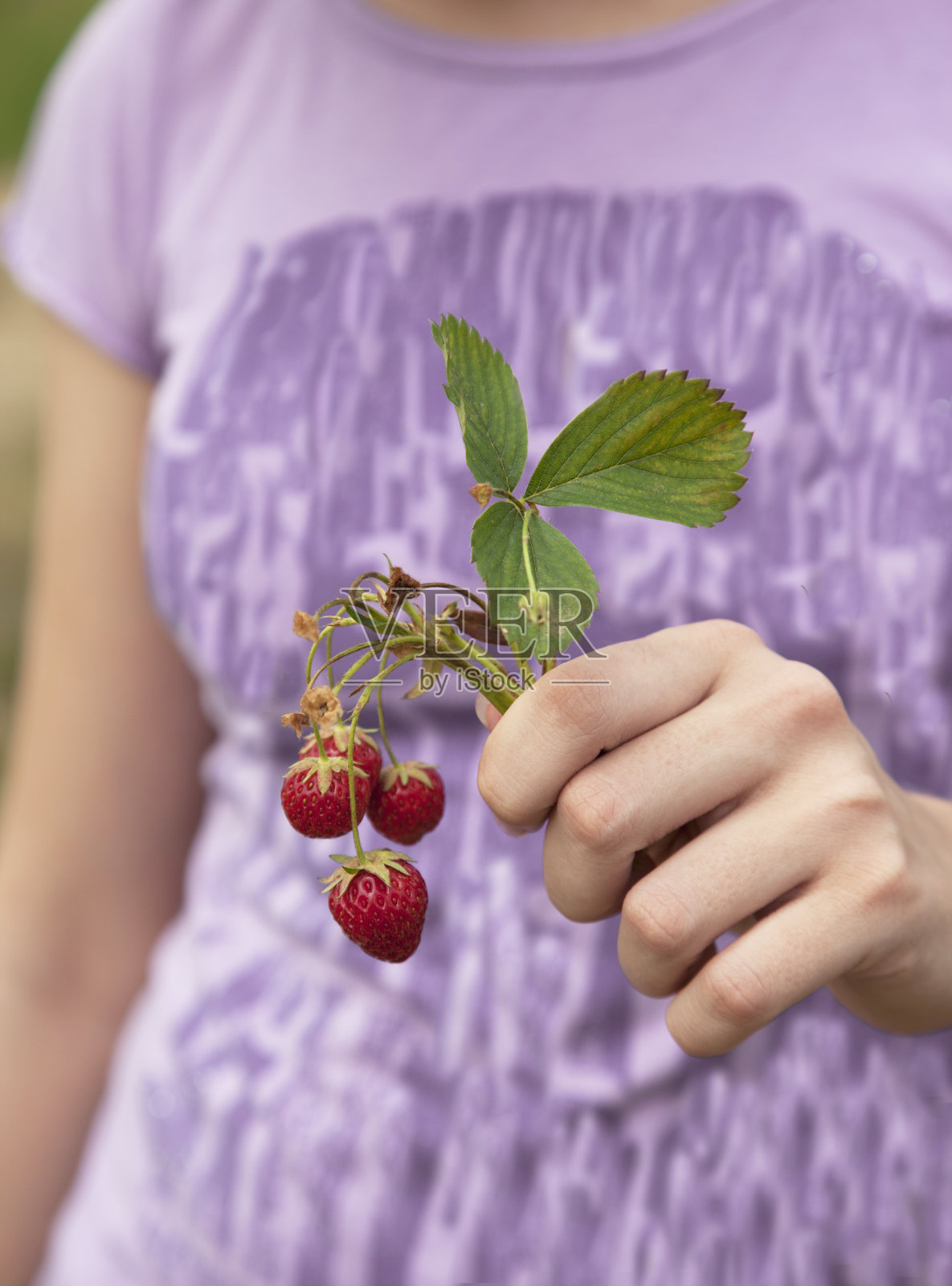 手捧新鲜草莓。照片摄影图片