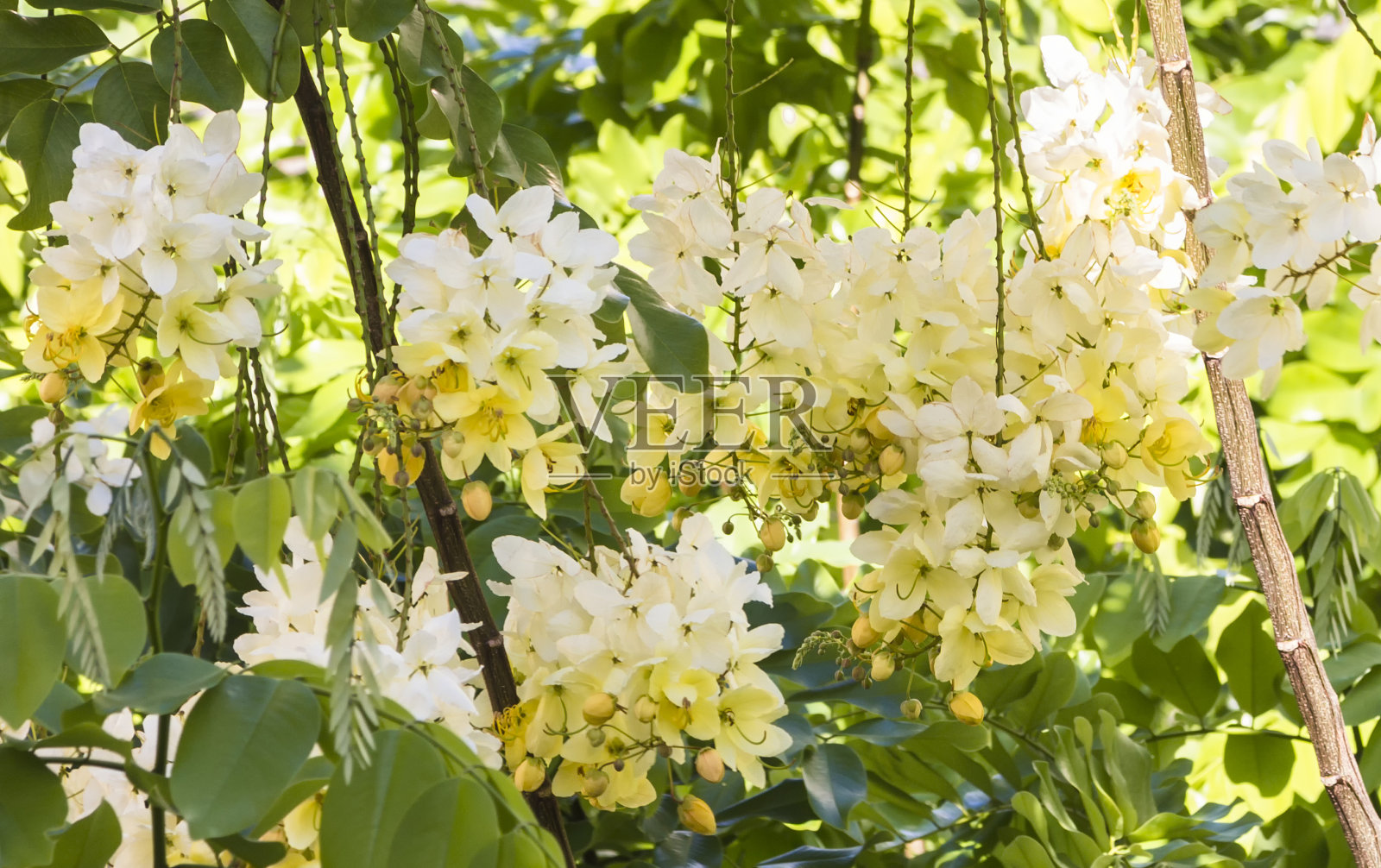 夏威夷彩虹雨树开花照片摄影图片