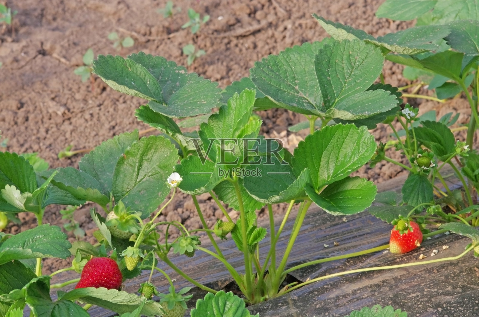 种植草莓照片摄影图片