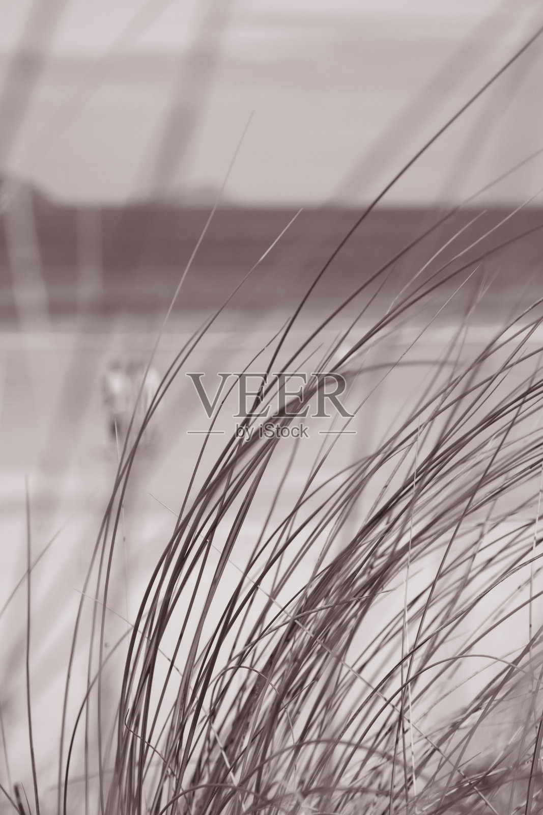 海滩上草照片摄影图片