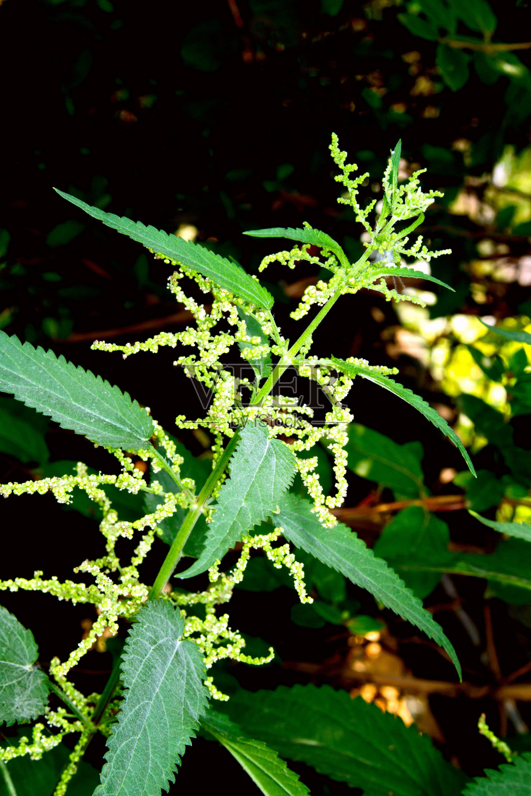 想象在花园里发芽的小荨麻照片摄影图片