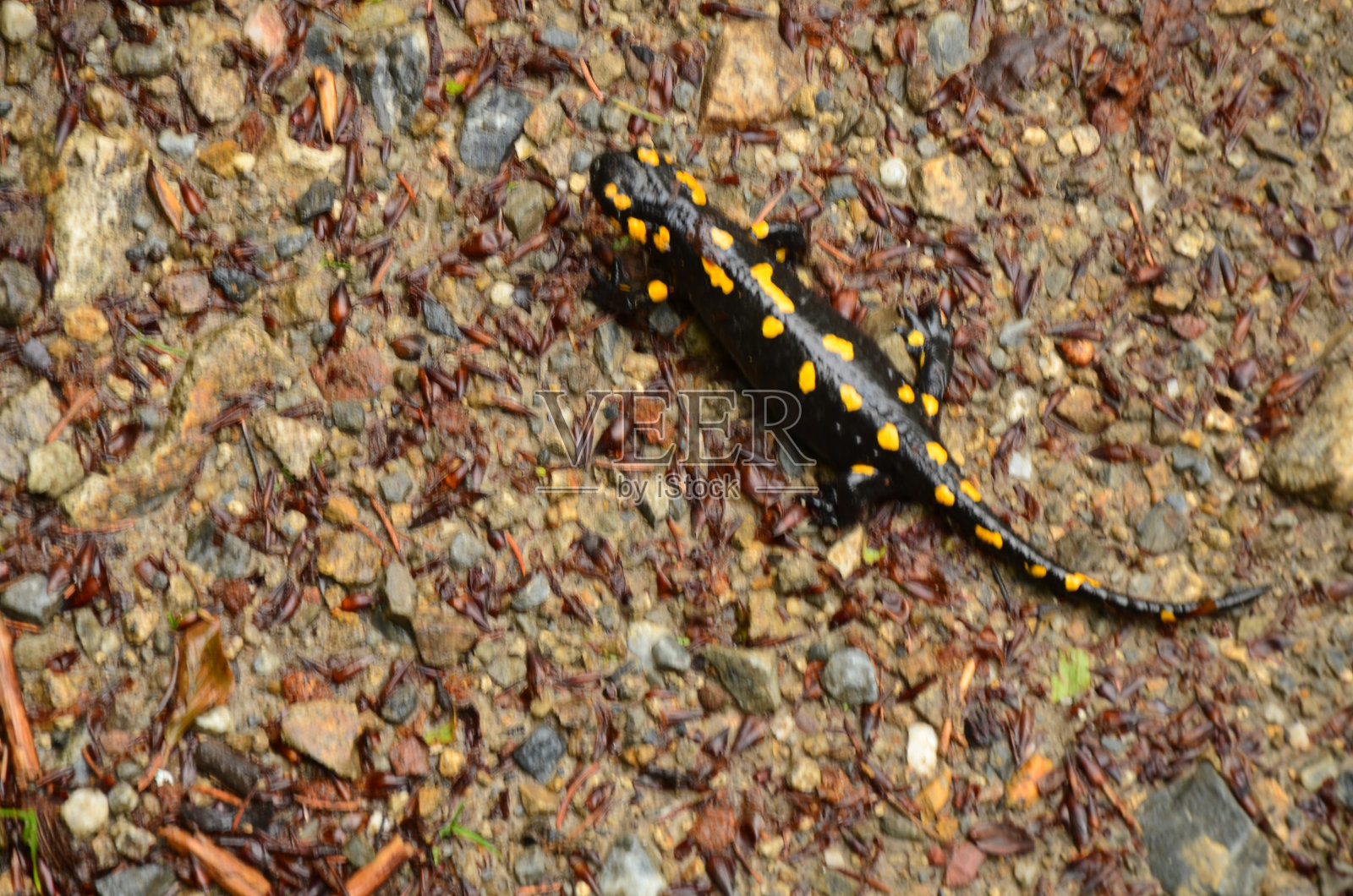 海卫一照片摄影图片
