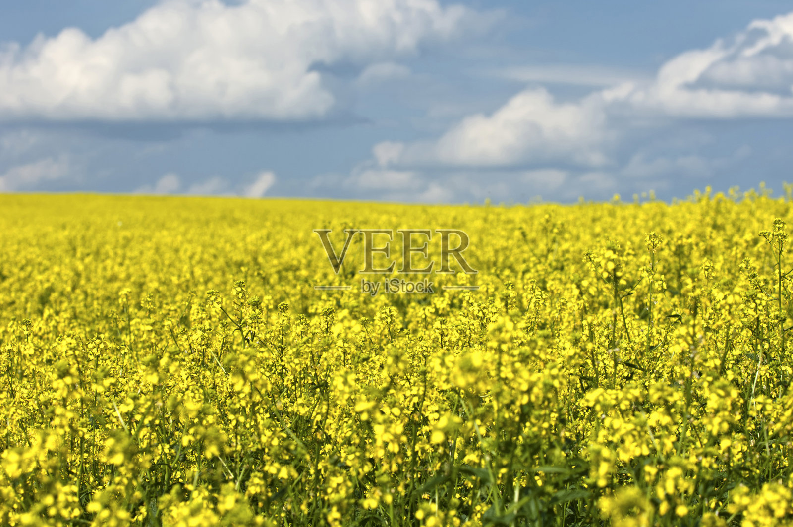 油菜花照片摄影图片