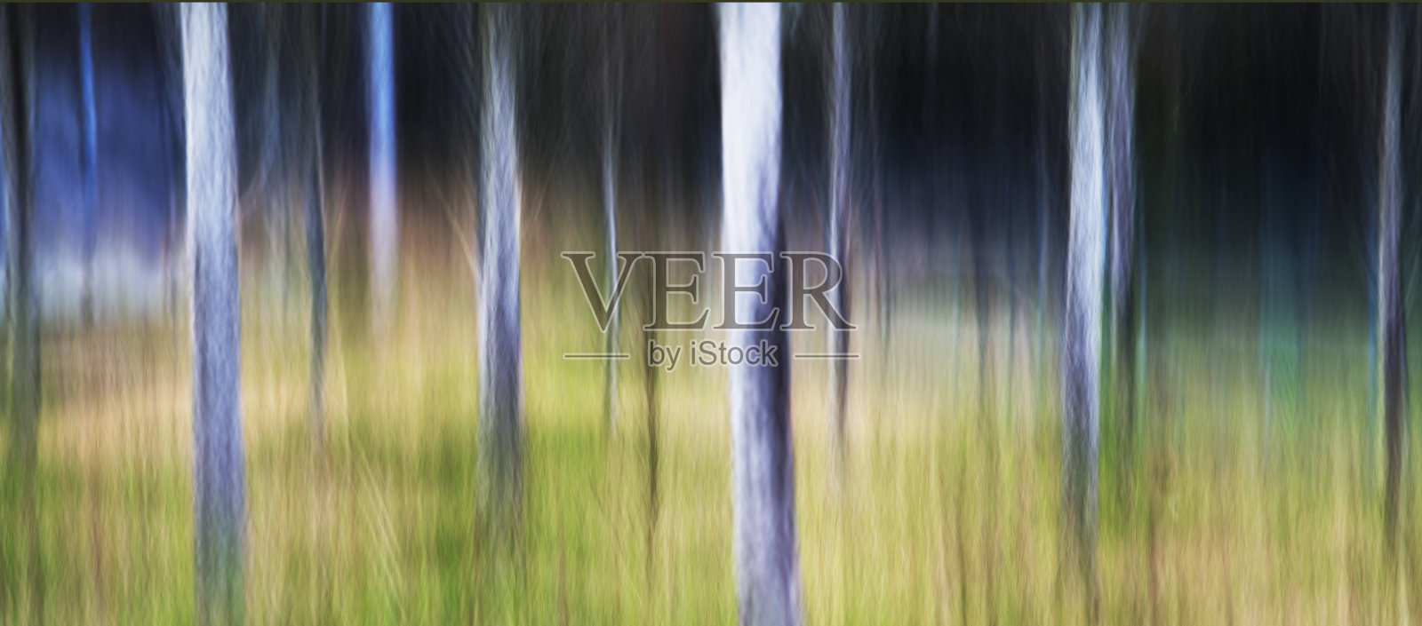 树，不灭犹照片摄影图片