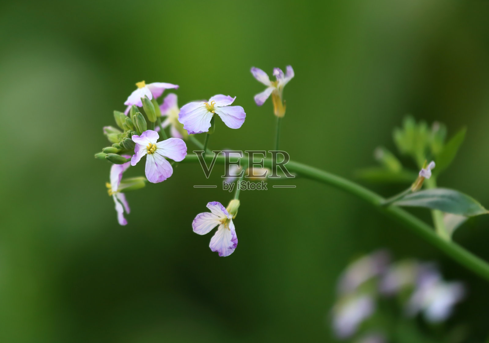 近处的萝卜花照片摄影图片