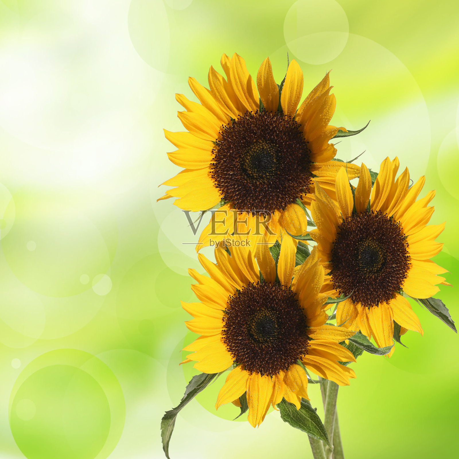 大自然的背景是黄色的向日葵照片摄影图片