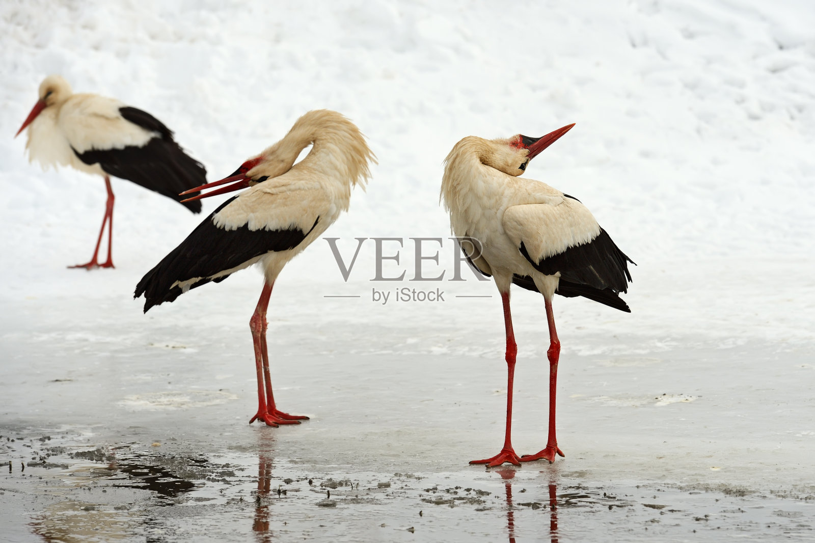 鹳照片摄影图片