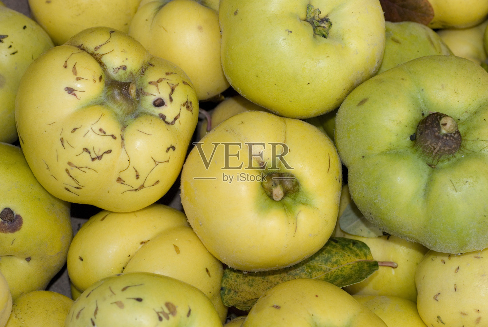 大部分温柏树照片摄影图片