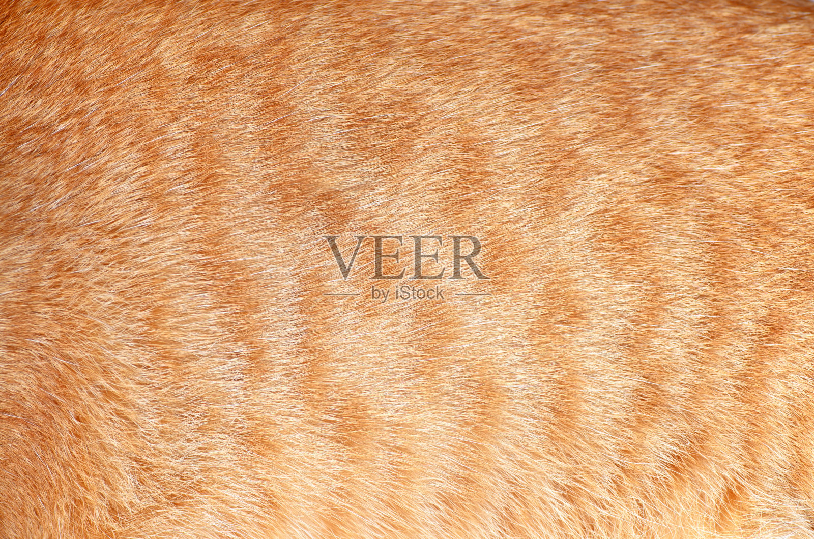 猫的毛织品照片摄影图片