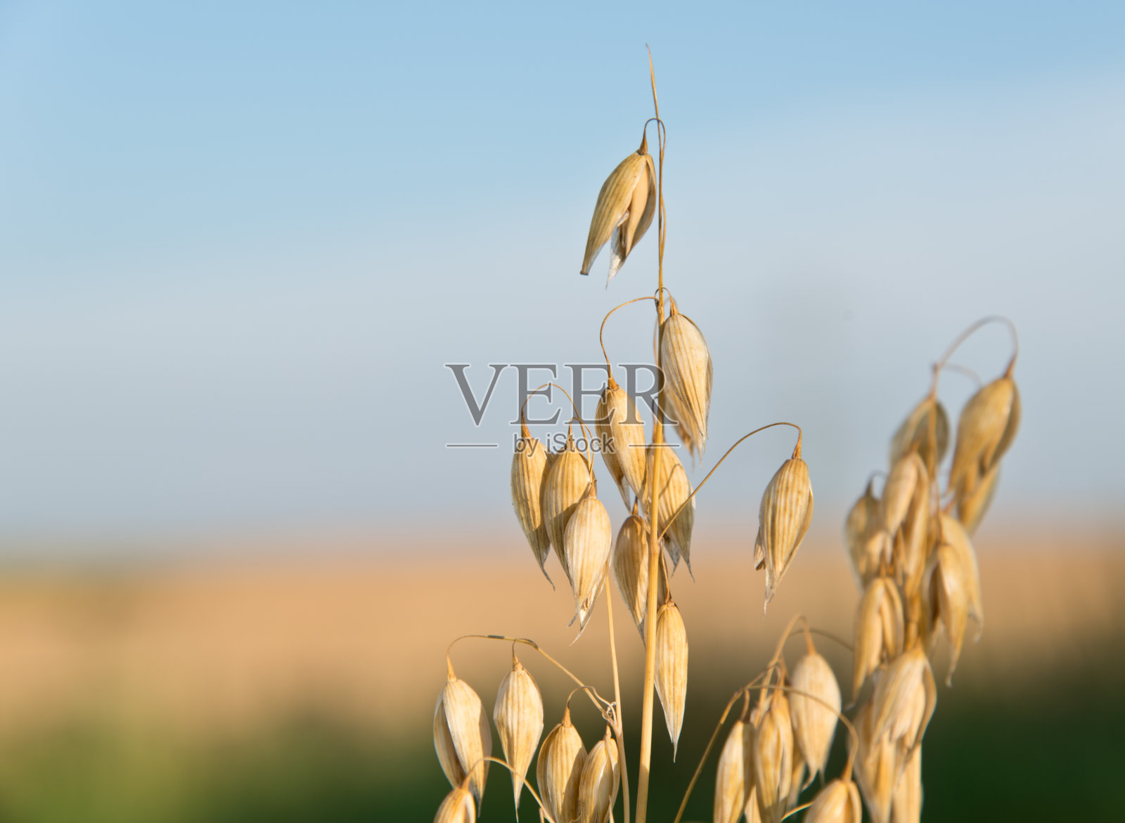 oat领域照片摄影图片