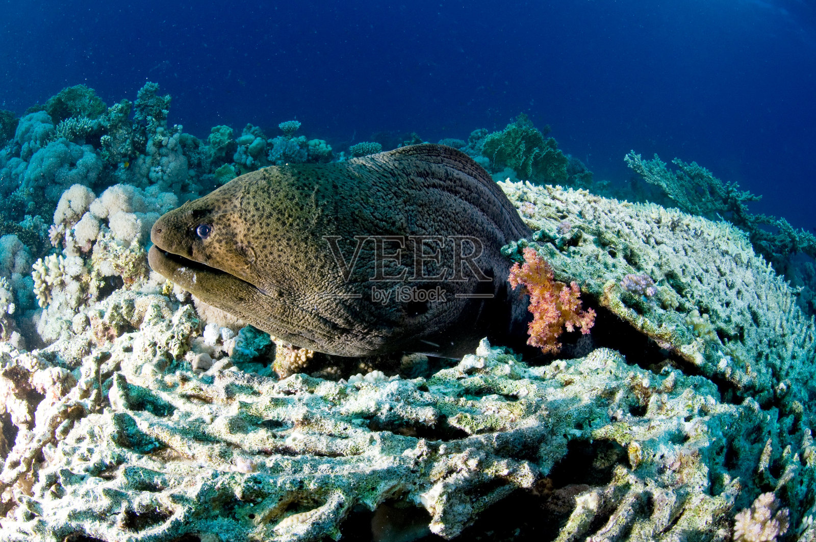 墙和珊瑚，水下，红海，埃及照片摄影图片