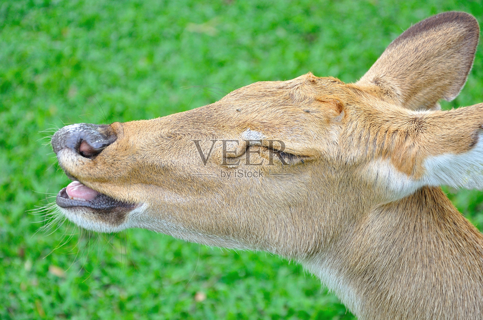 鹿(brow-antlered)照片摄影图片