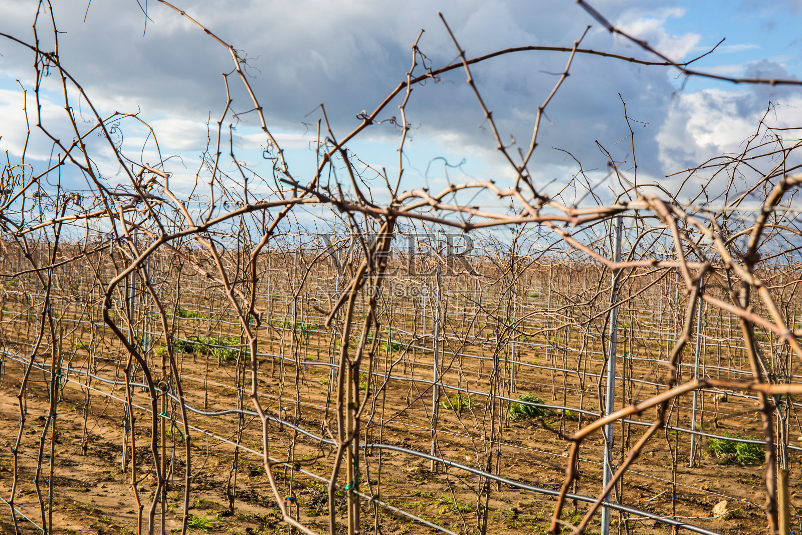 葡萄在冬天的细节照片摄影图片