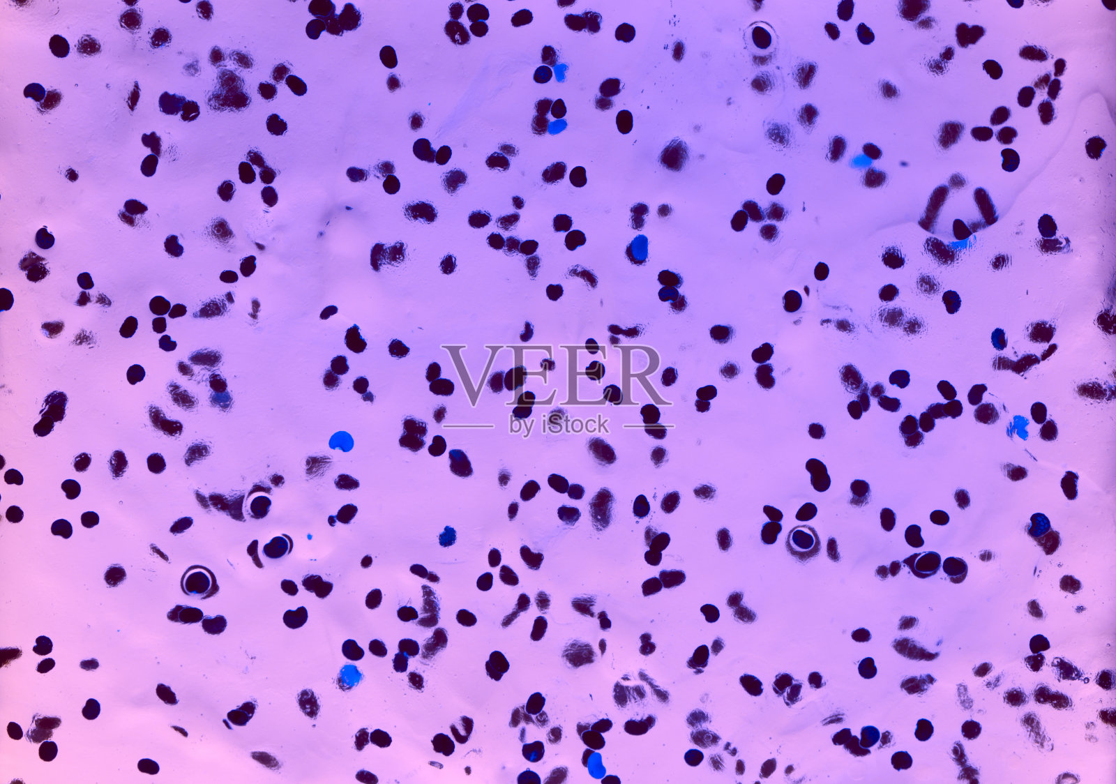 凝胶颗粒的抽象宏观图像看起来像细菌照片摄影图片