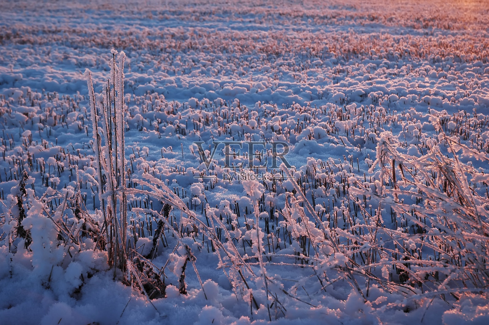 冬天日出时霜冻芦苇照片摄影图片