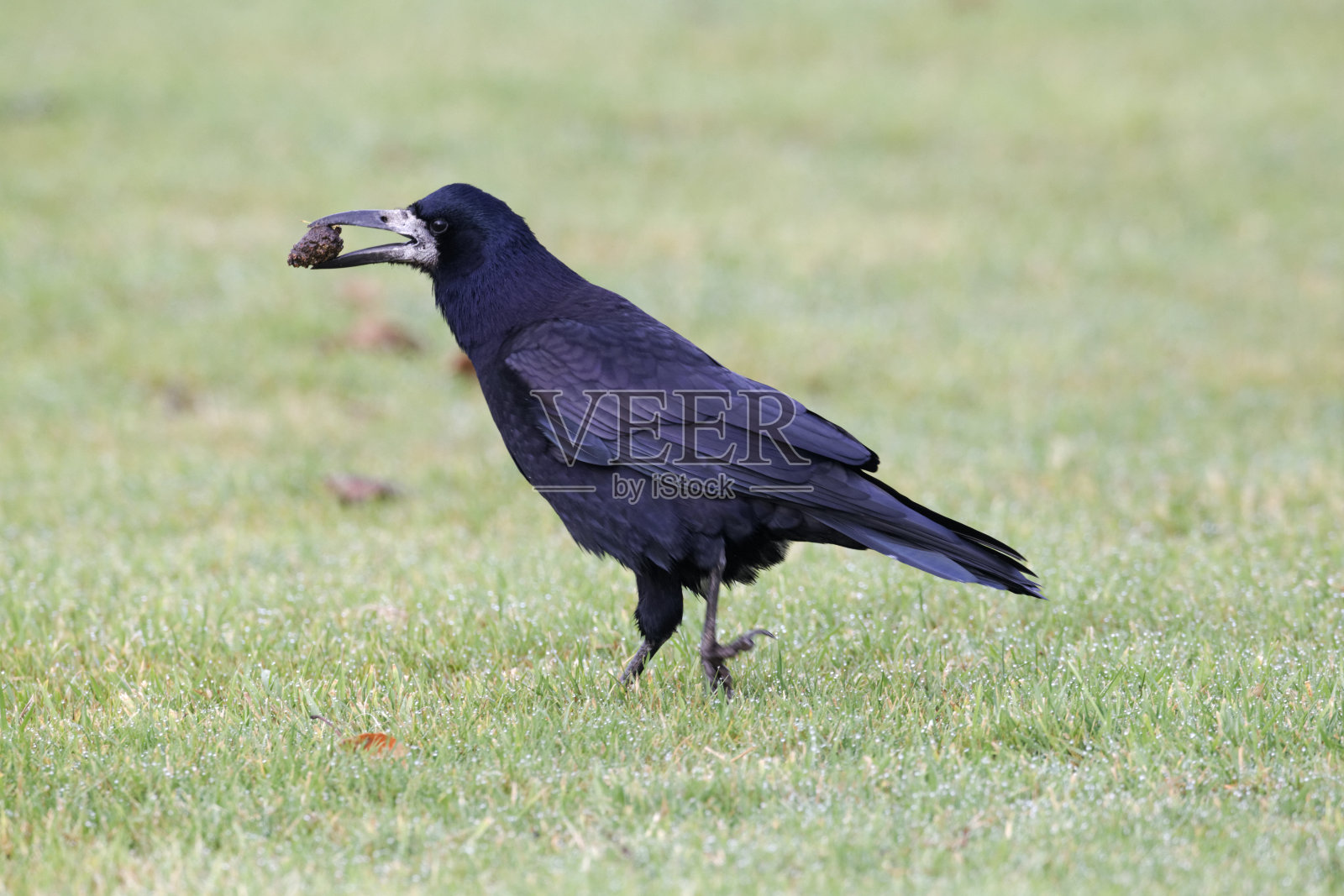 鲁克， 科尔武斯节俭者照片摄影图片