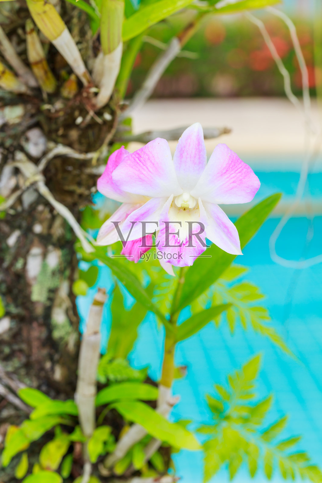 粉红色的兰花在树上照片摄影图片