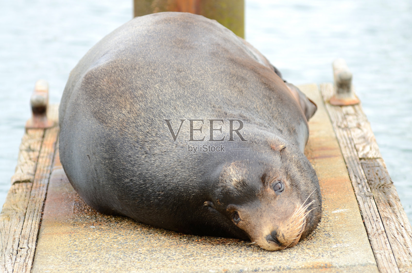 查尔斯顿港照片摄影图片