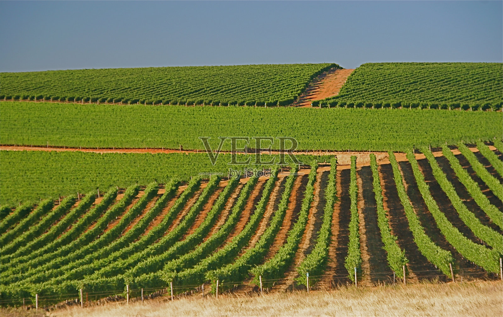 南非夏天的绿色葡萄园照片摄影图片