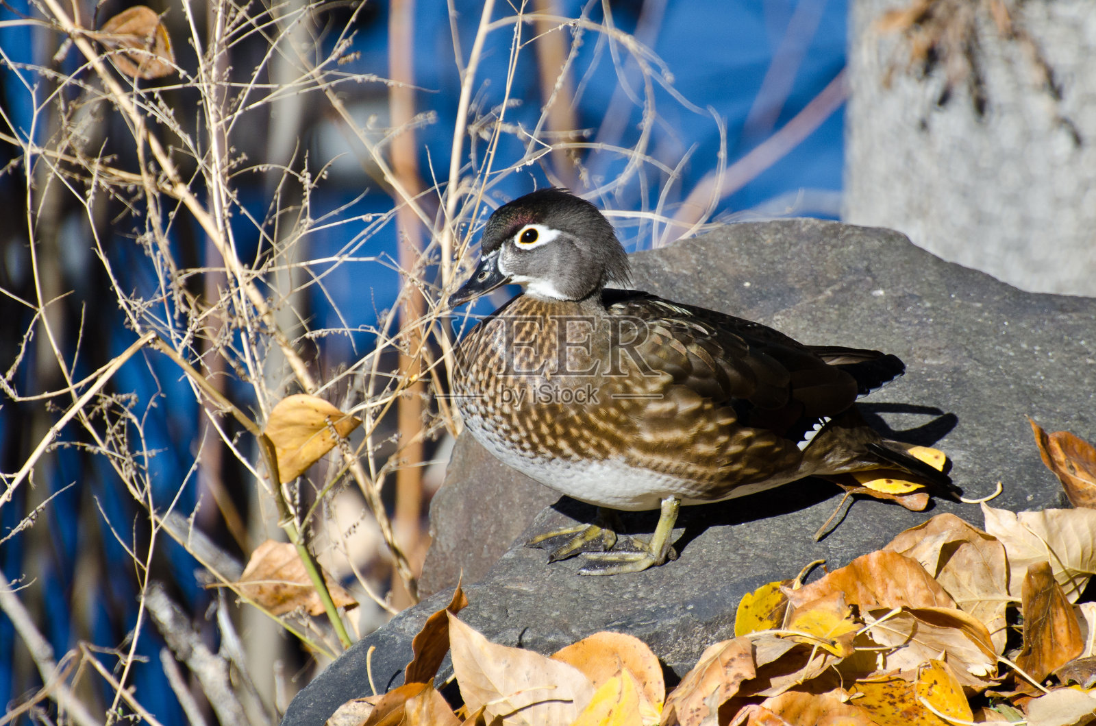 秋天的母林鸭照片摄影图片