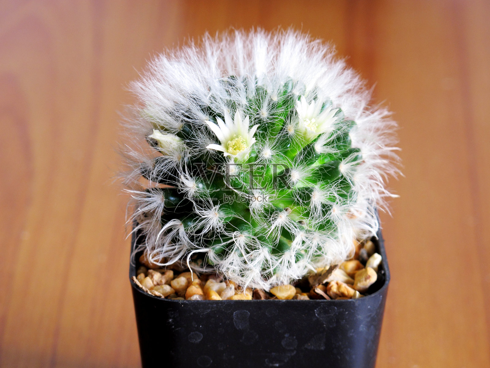 小仙人掌照片摄影图片