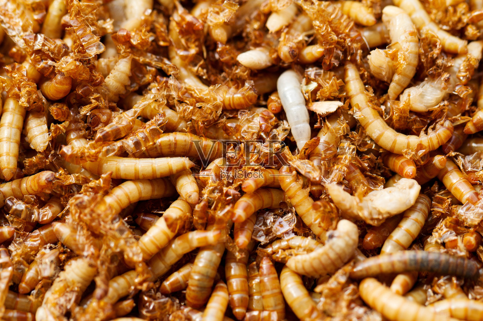 食虫照片摄影图片