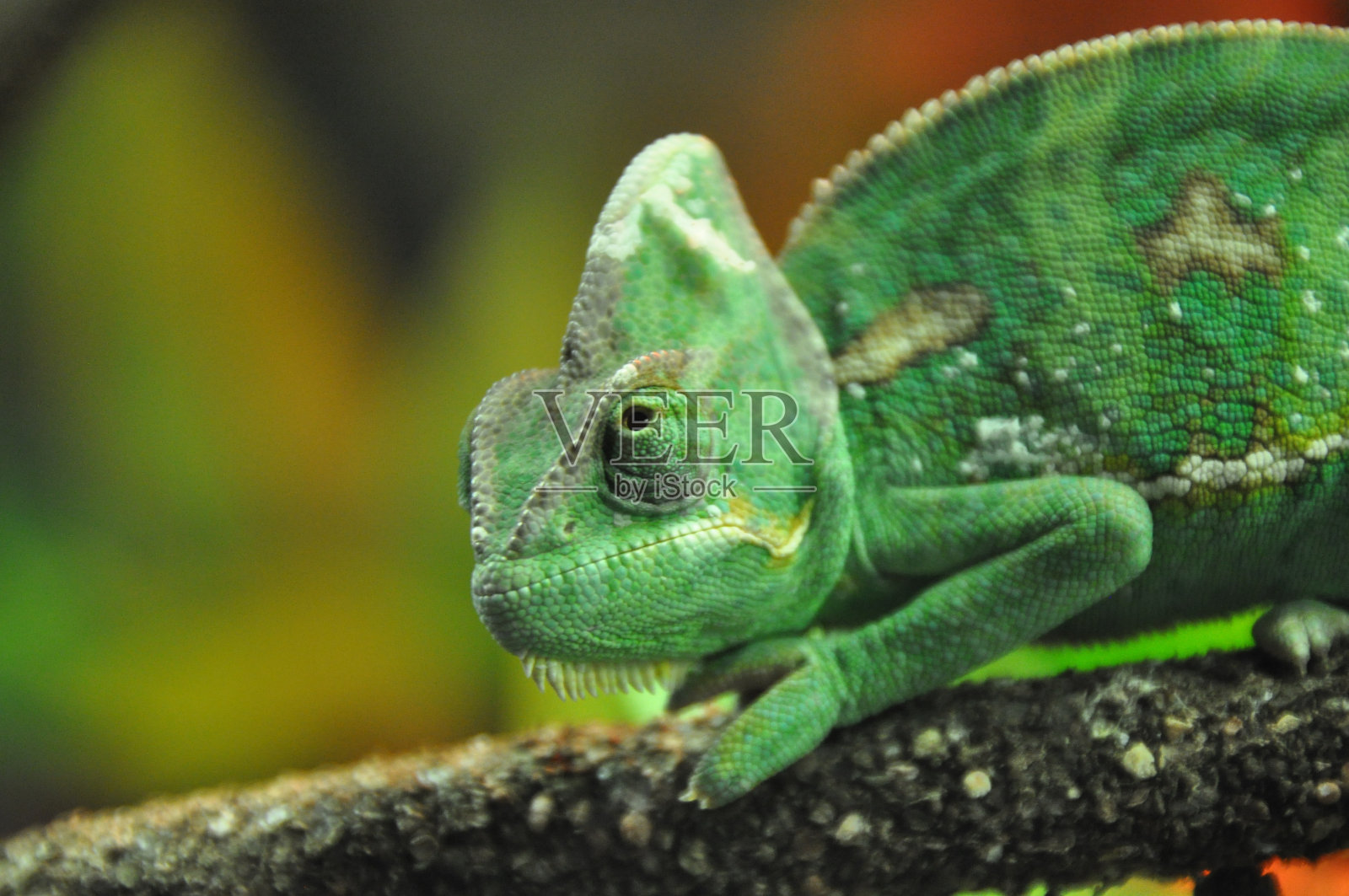 我看见你在看我(树枝上的变色龙)照片摄影图片