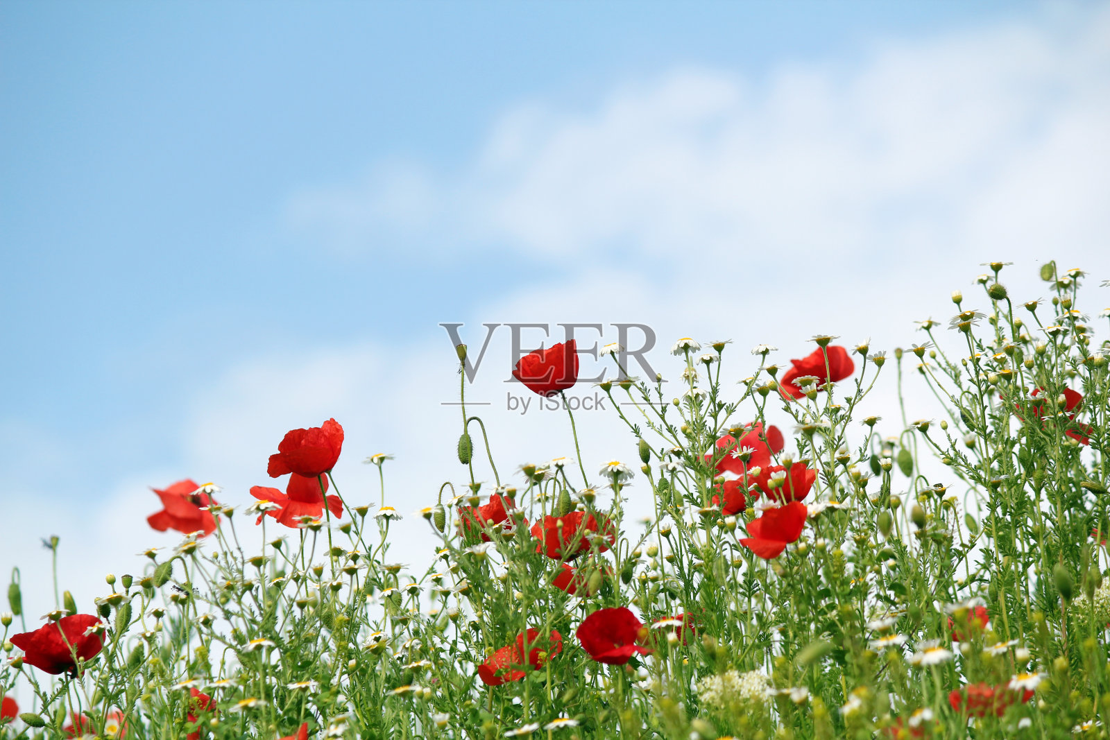 红色的罂粟花盛开的季节照片摄影图片