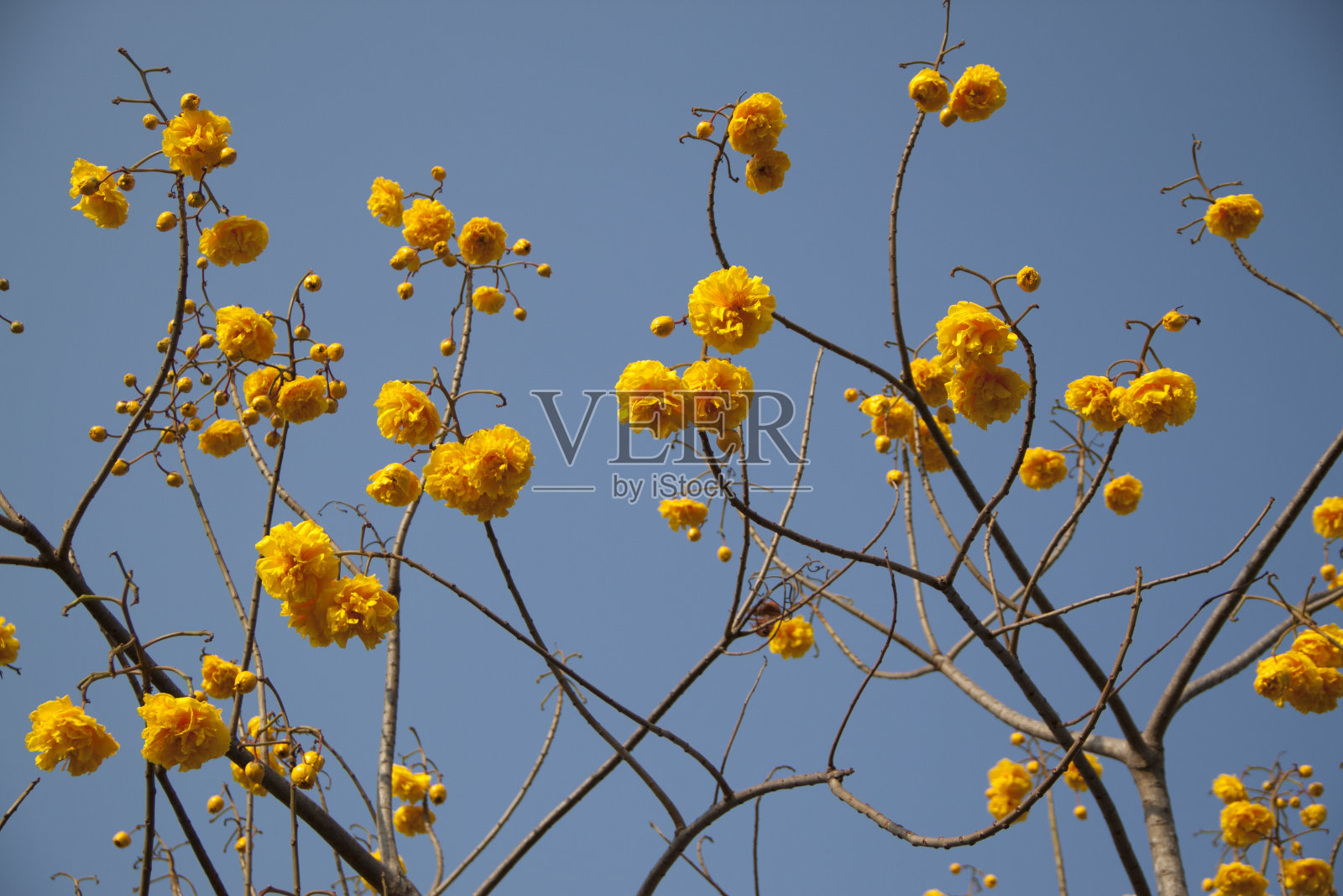 黄色的棉树照片摄影图片