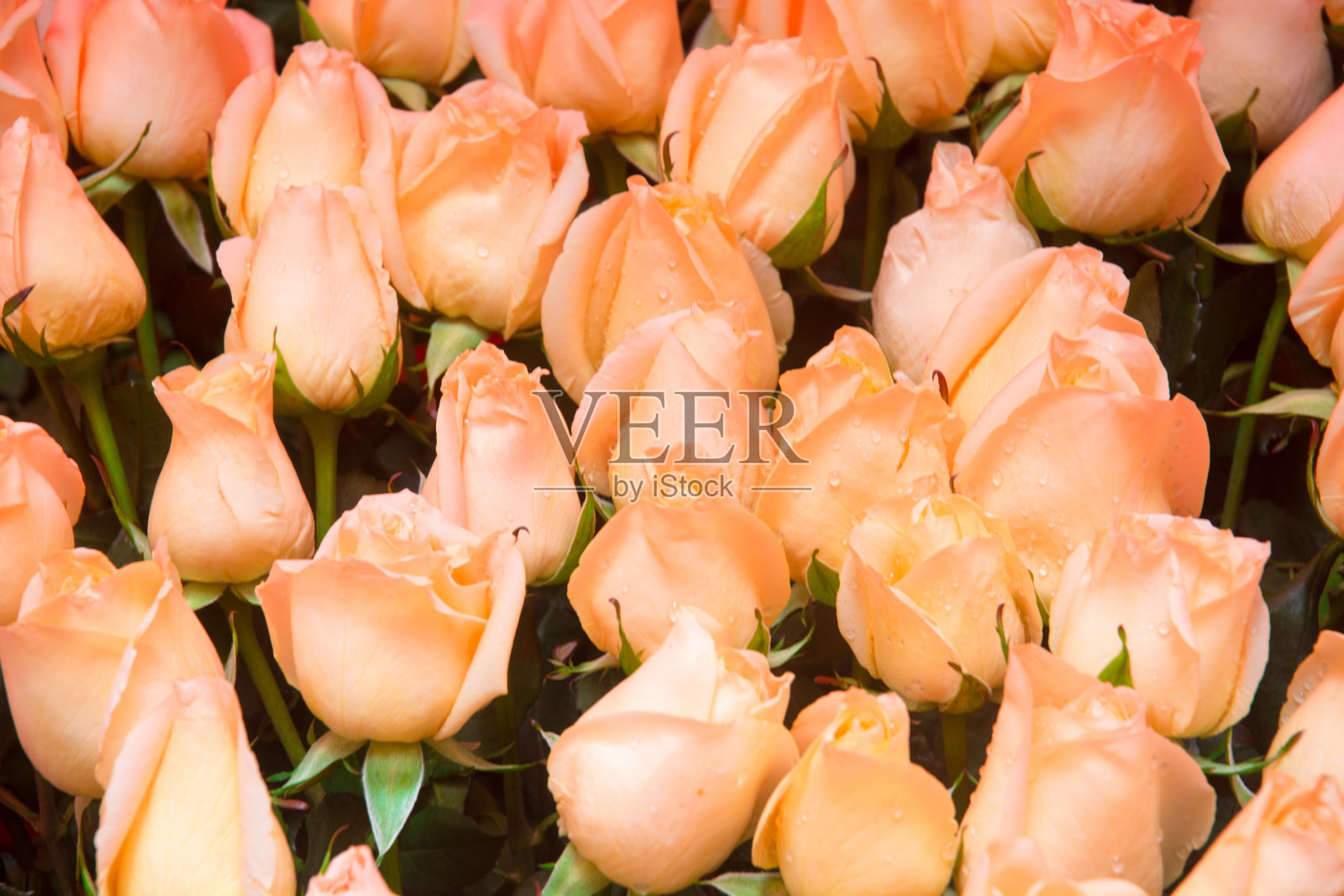 在花市给花着色照片摄影图片