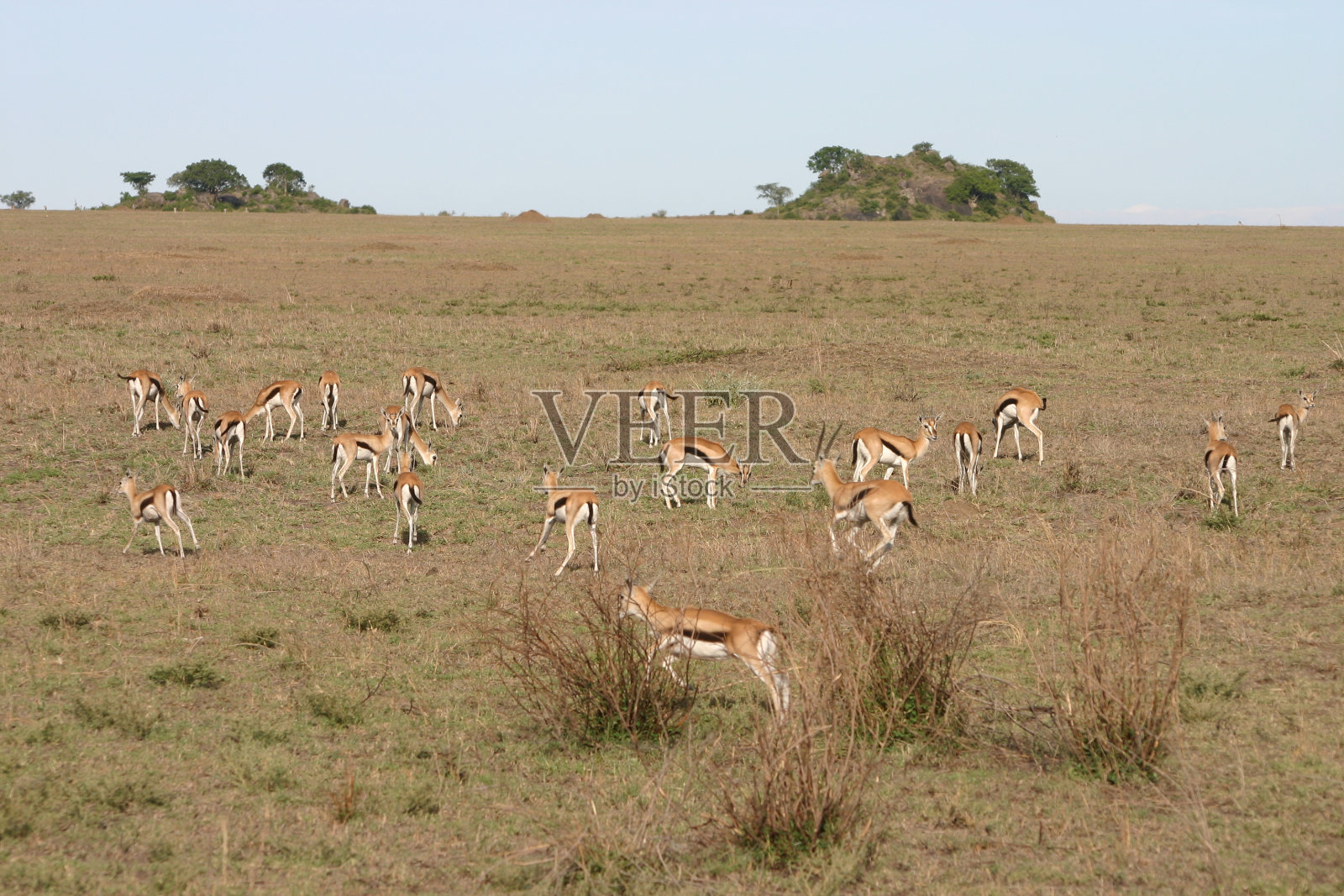 汤姆森瞪羚群，塞伦盖蒂，非洲稀树草原，坦桑尼亚照片摄影图片