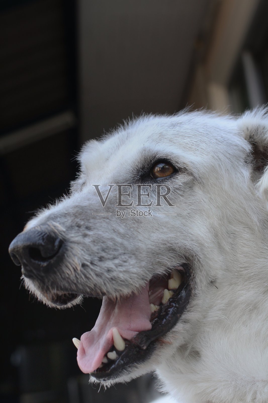 狗照片摄影图片