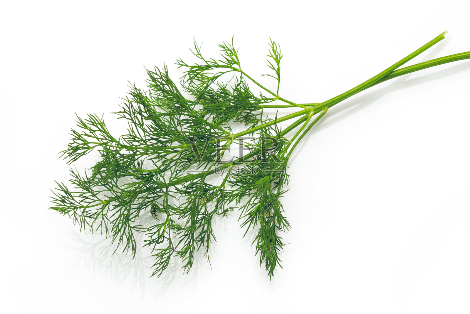 新鲜莳萝照片摄影图片