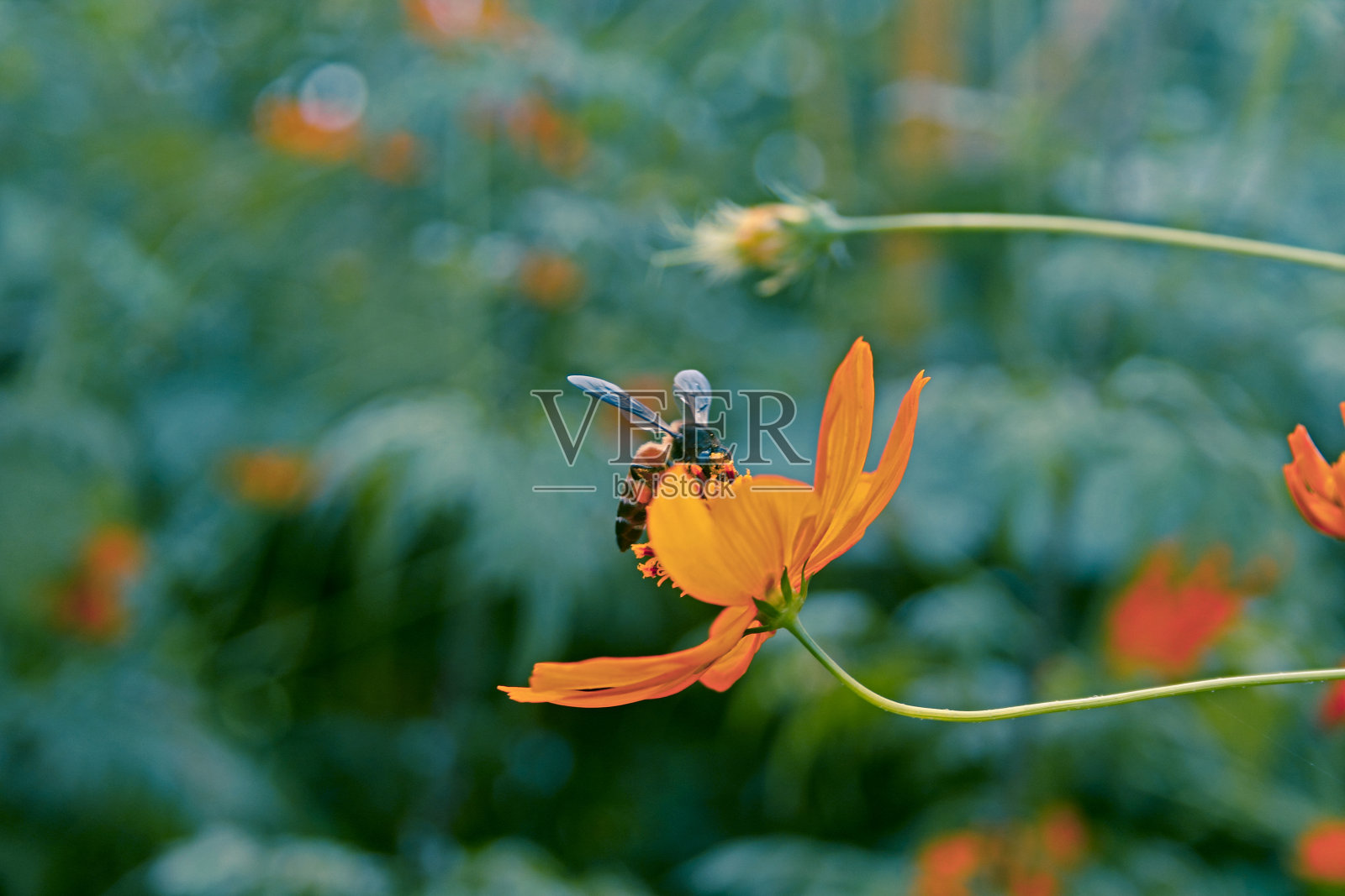 蜜蜂照片摄影图片