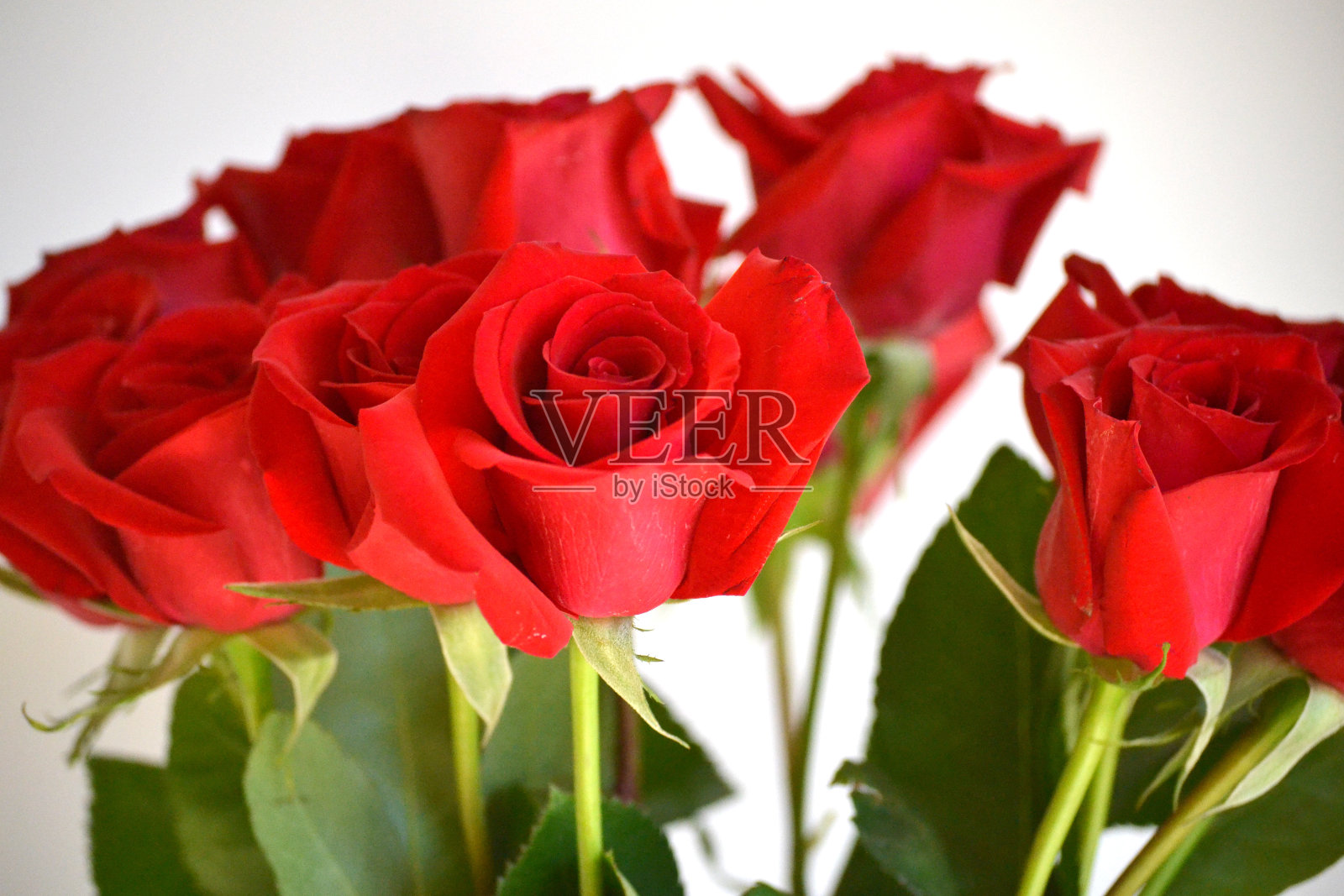 红玫瑰群照片摄影图片