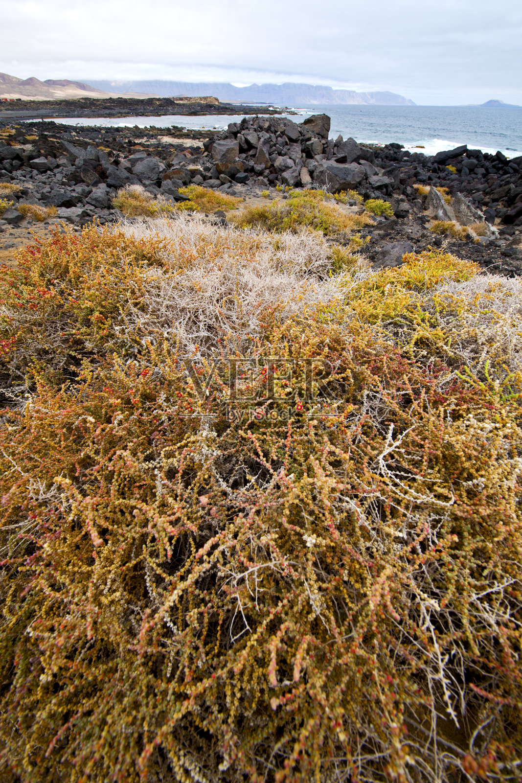 花枝抽象塘水岩石天夏照片摄影图片