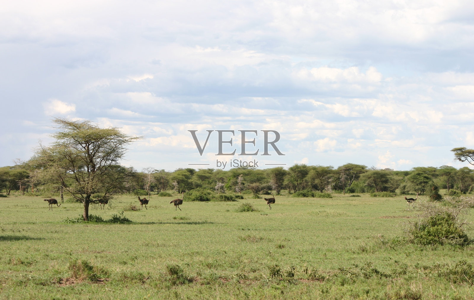 鸵鸟，绿色非洲大草原，迁徙，塞伦盖蒂，坦桑尼亚，非洲照片摄影图片