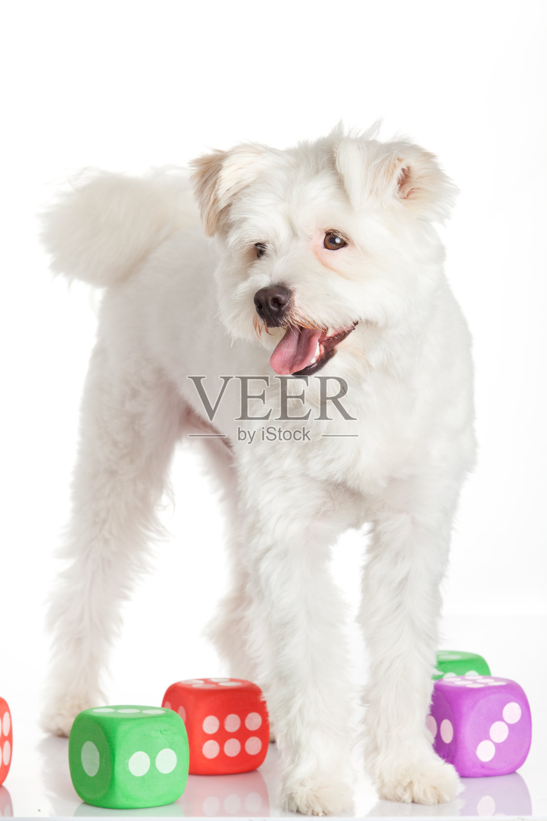 美丽的白色的狗照片摄影图片