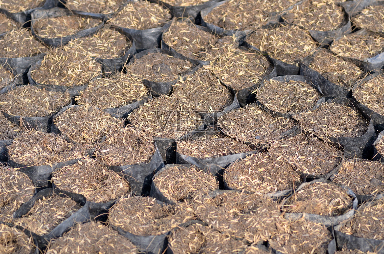 发芽照片摄影图片