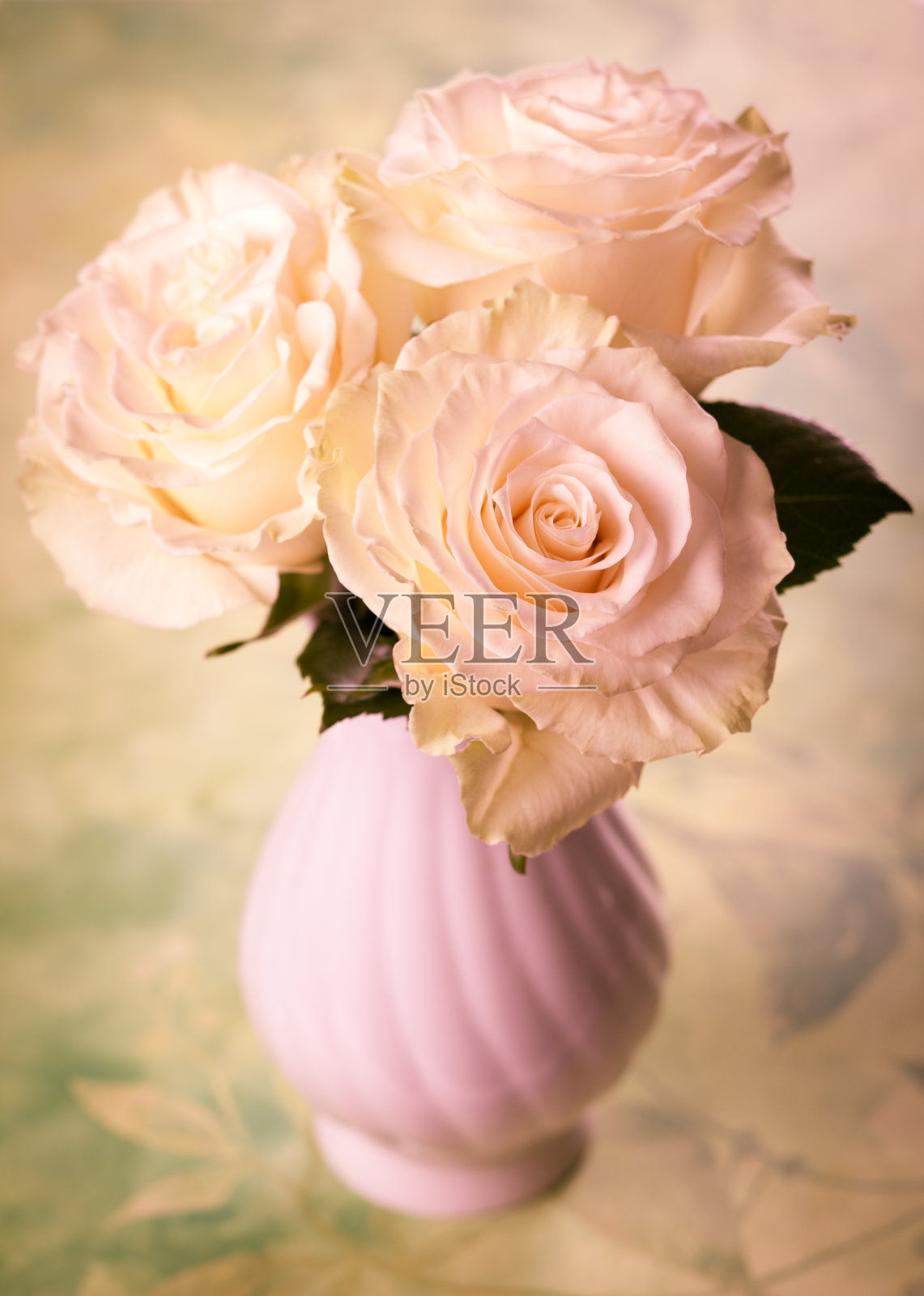 白玫瑰照片摄影图片