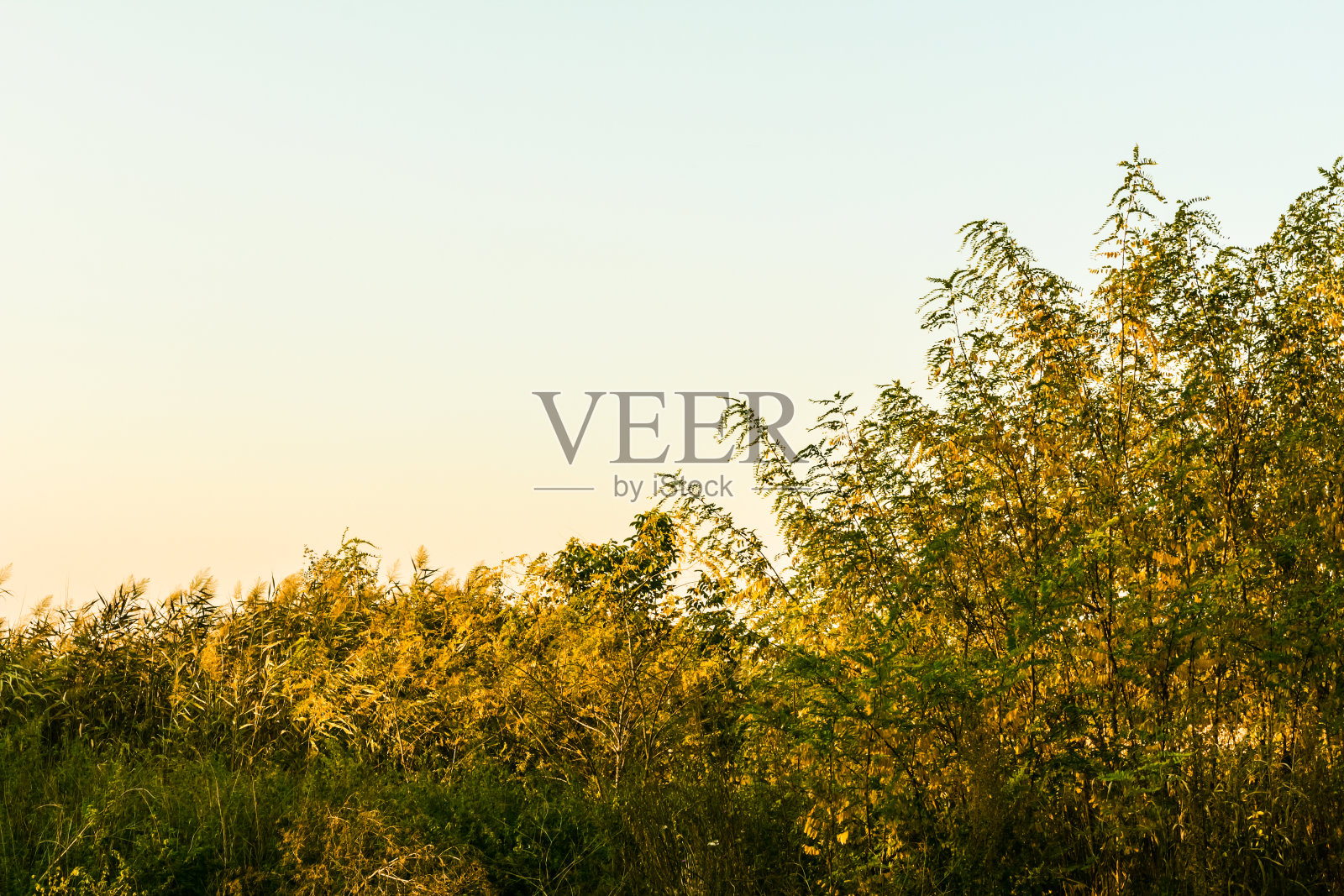 树上的秋色照片摄影图片