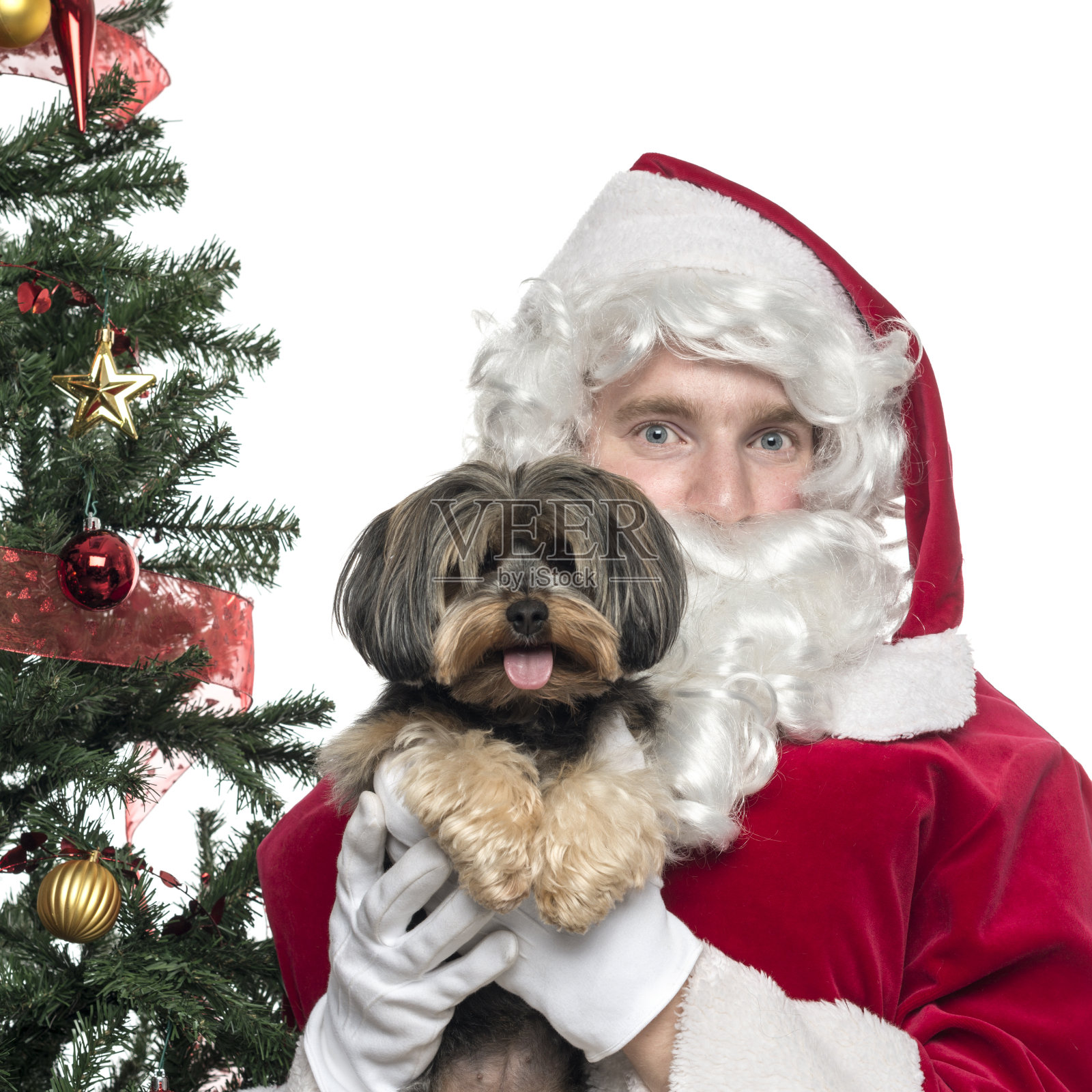 圣诞老人抱着一只哈巴狗的特写，孤立的白色照片摄影图片
