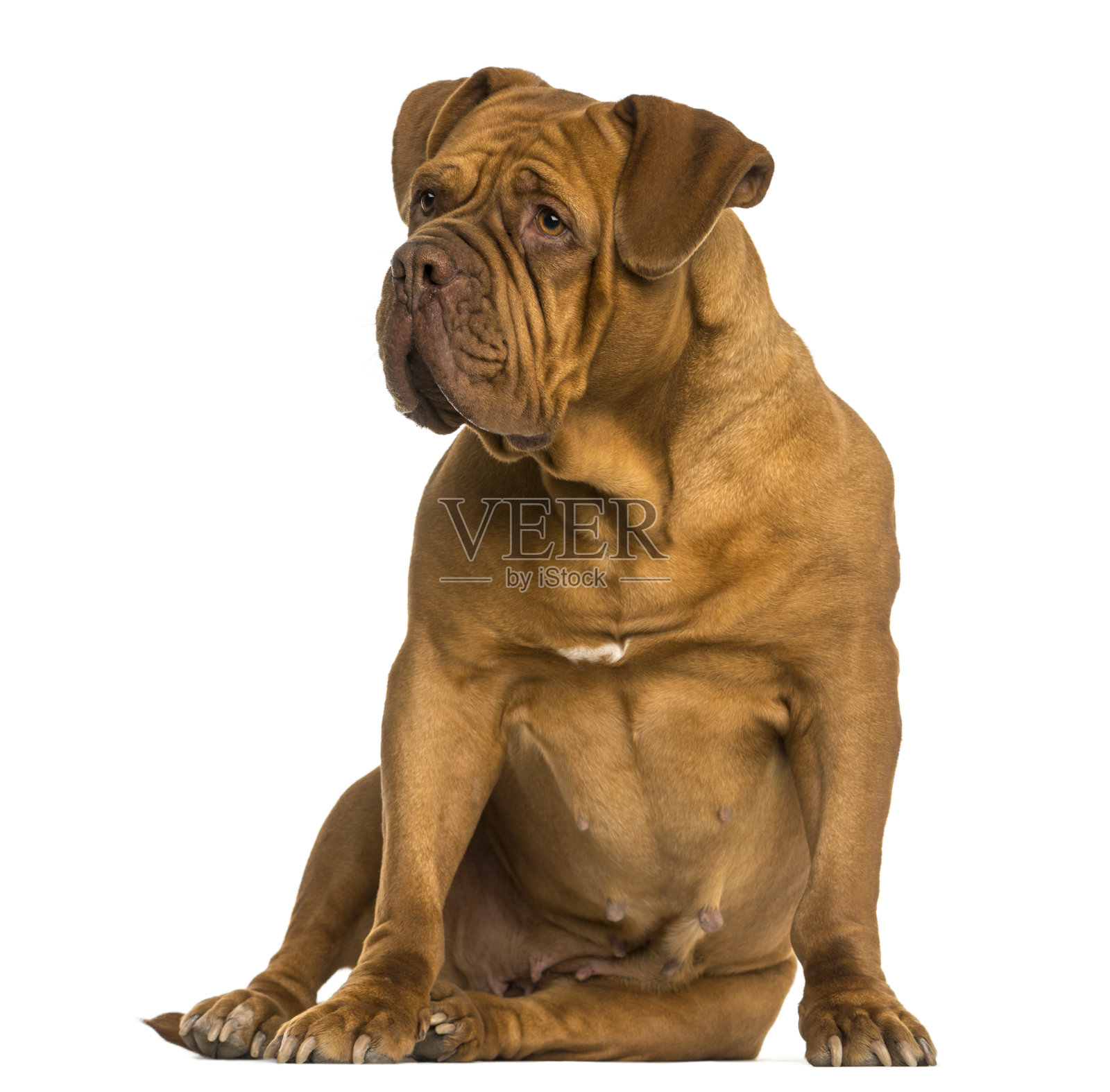 多格·德·波尔多坐着，望着别处，孤独地躺在白色的地上照片摄影图片